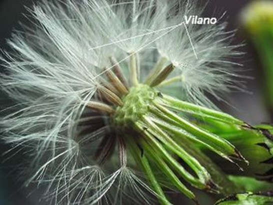 Vilano
